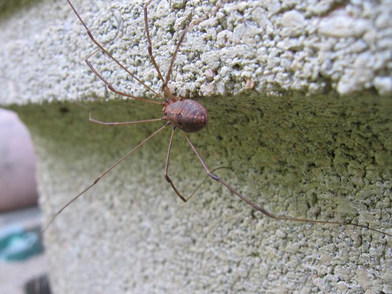 Free stock image of Daddy Long Legs created by kaitanne12@aol.com