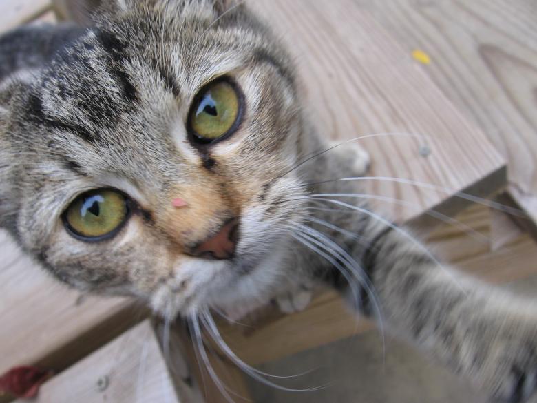 Free stock image of Kitten created by kaitanne12@aol.com