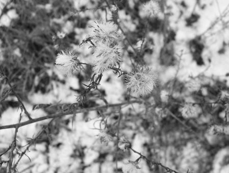 Weeds - Free Stock Photo