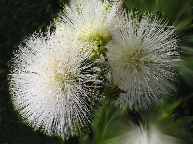 Free stock image of Dandelion created by RositaSo Image