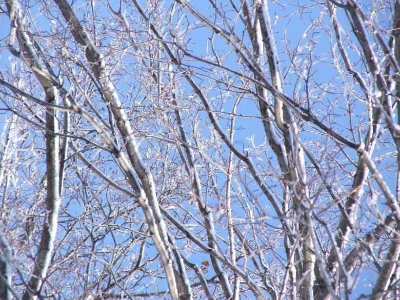 Free stock image of Tree at winter created by Heather Elaine Kitchen