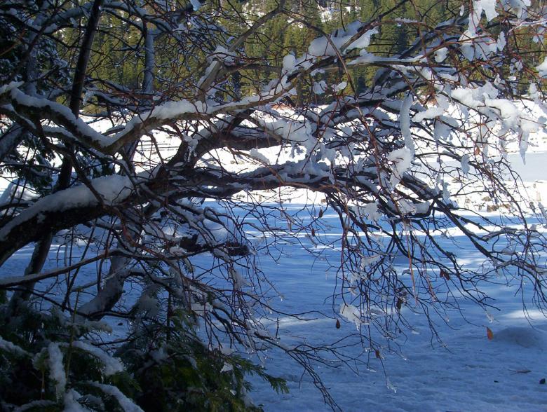 Free stock image of Snowy branches created by christelle rittener