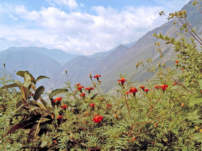 Free stock image of Red flowers with mountain background created by RositaSo Image