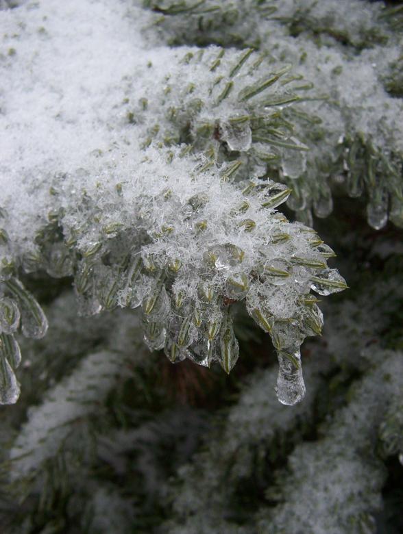Free stock image of Pine Frozen in Time created by anthony essmaker