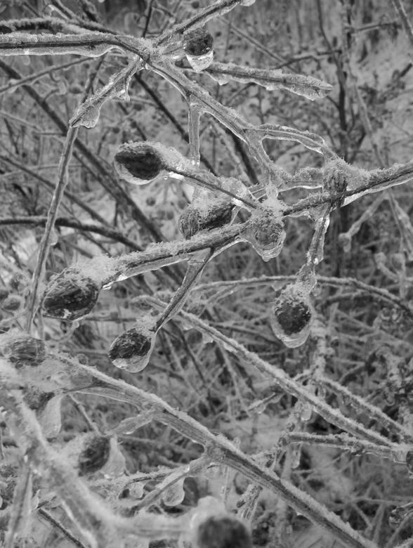 Free stock image of Lonely weeds created by anthony essmaker
