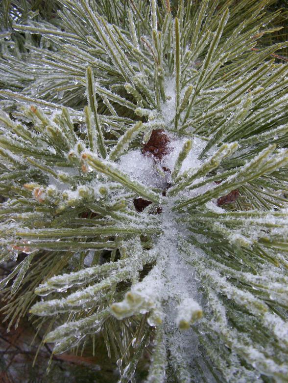 Free stock image of Cold pine created by anthony essmaker