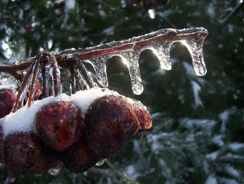 Free stock image of Crabby apples.... created by anthony essmaker