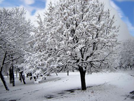 Winter`s tale - Free Stock Photo
