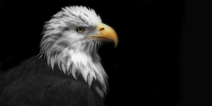 Free Stock Photo of Eagle
