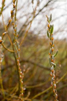 A Fading Winter - Free Stock Photo