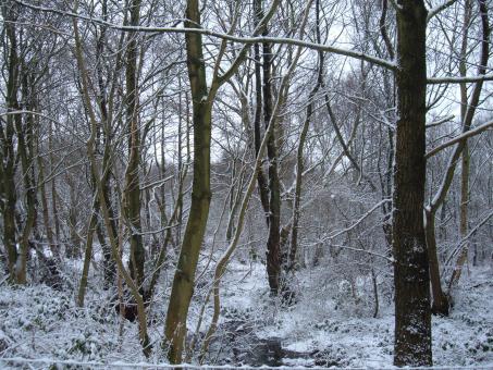Snow in the trees - Free Stock Photo