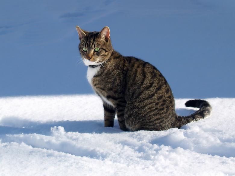 Free stock image of Winter cat created by brigitte charbonneau