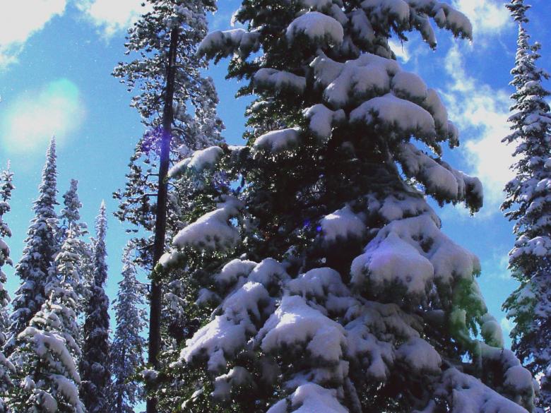 Free stock image of Christmas trees created by sue steinberg