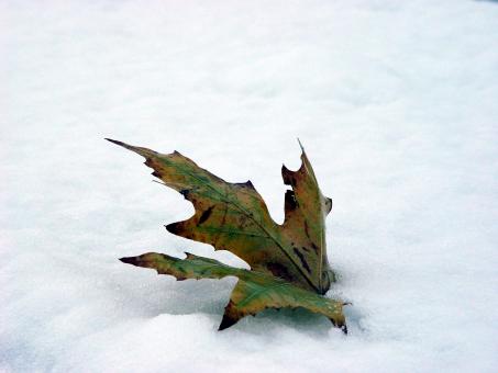 Leaf in snow - Free Stock Photo
