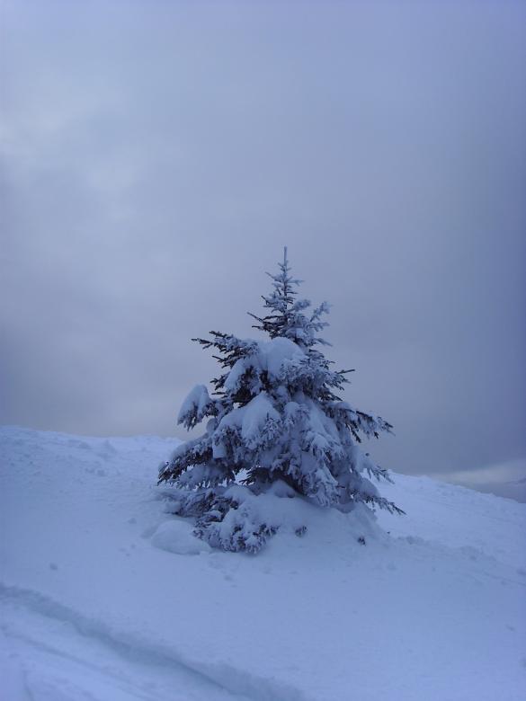 Free stock image of Fir3 created by max