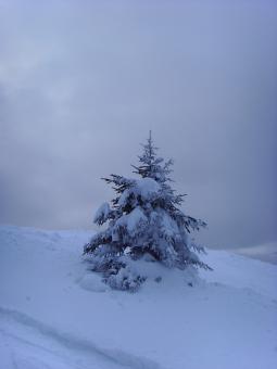 Fir3 - Free Stock Photo