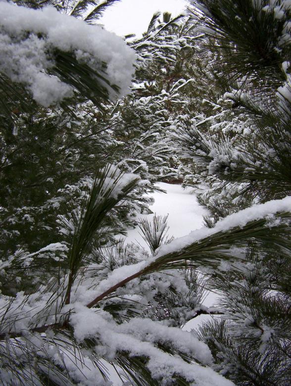 Free stock image of Winter Wonderland created by anthony essmaker