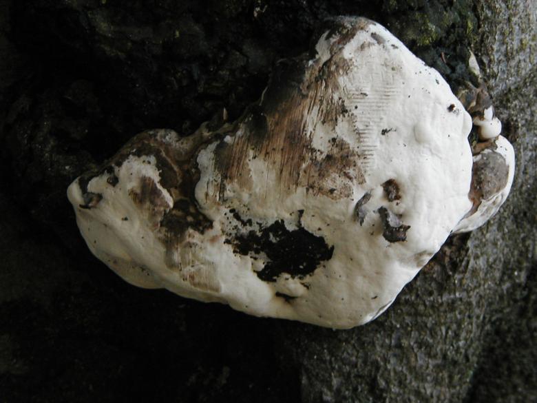 Free stock image of White harpex lump on tree created by Bjorgvin