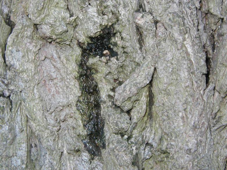 Free stock image of Tree Bark texture created by Bjorgvin