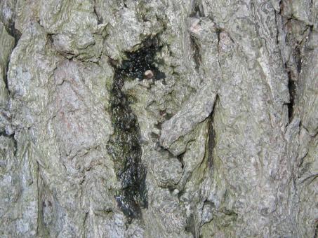 Free Stock Photo of Tree Bark texture