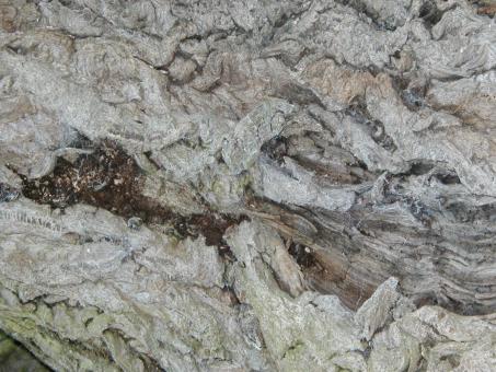 Free Stock Photo of Dry Bark Texture