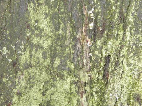 Free Stock Photo of Organic Bark Texture