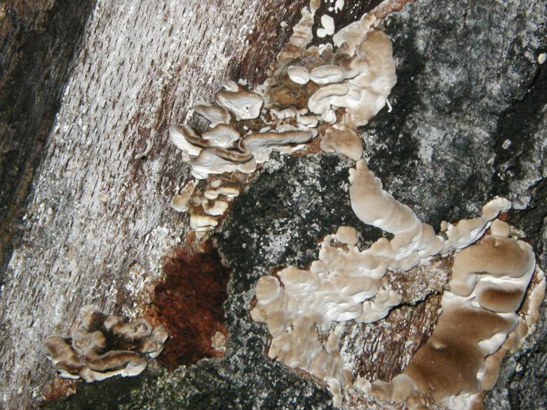 Free stock image of Fungus and Tree Bark Texture created by Bjorgvin
