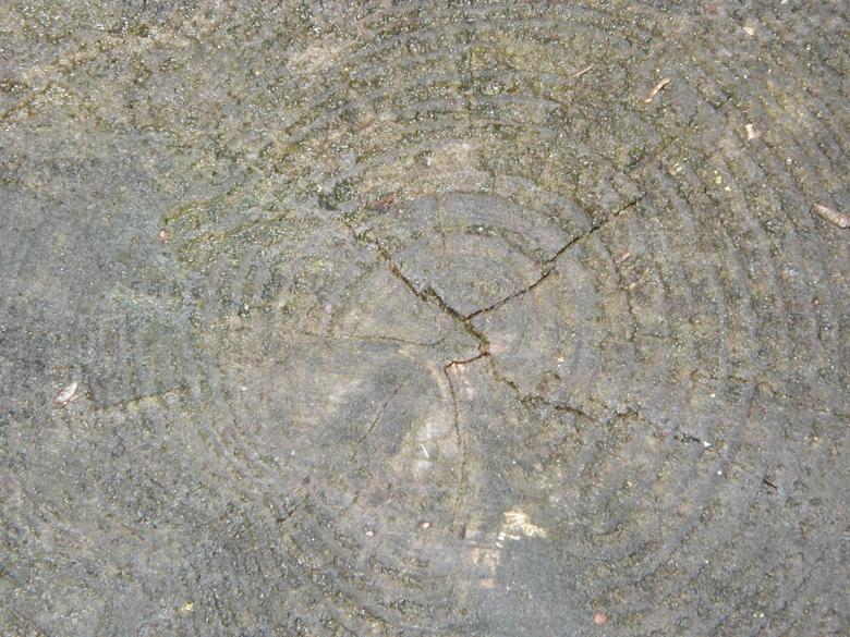 Free stock image of Wood Texture Closeup created by Bjorgvin