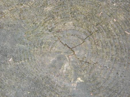 Free Stock Photo of Wood Texture Closeup