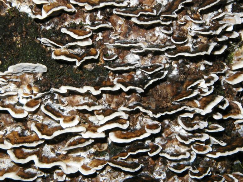 Free stock image of Tree Fungus created by Bjorgvin