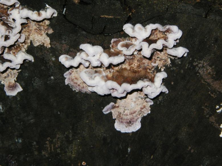 Free stock image of Tree Fungus Texture created by Bjorgvin