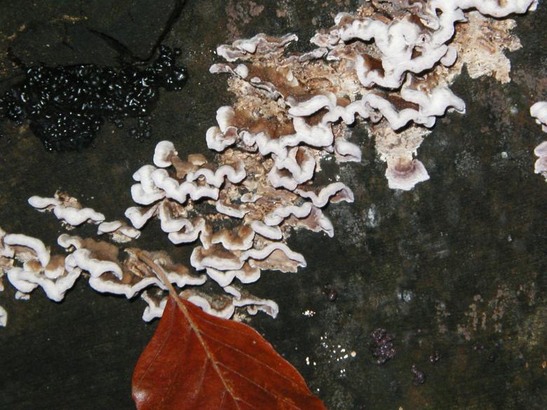Free stock image of Tree Fungus Background created by Bjorgvin