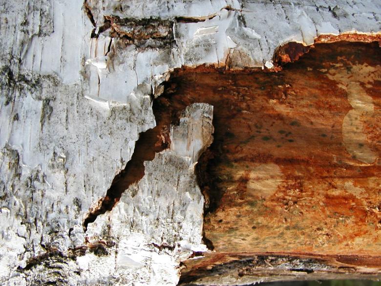 Free stock image of Cracked Wood Bark created by Bjorgvin