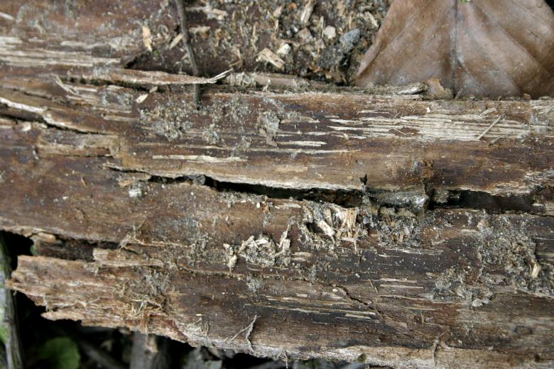 Free stock image of Rotting Wood Bark Texture created by Bjorgvin