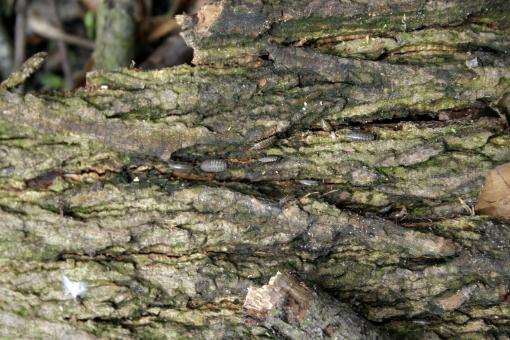 Free Stock Photo of Old Tree Bark Texture