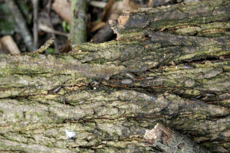 Free stock image of Old Green Tree Bark Texture created by Bjorgvin