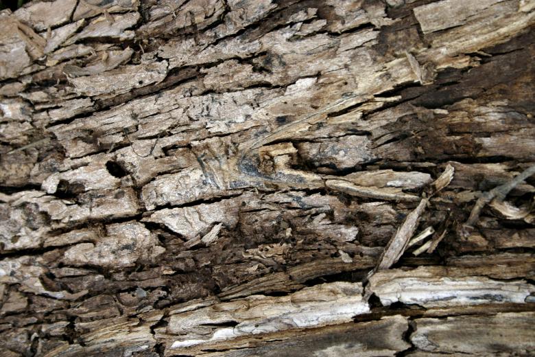 Free stock image of Cracked bark created by Bjorgvin