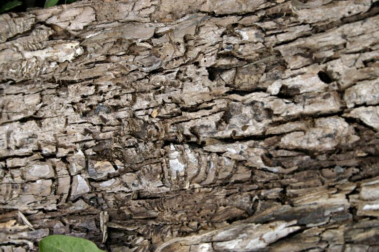 Free stock image of Bark created by Bjorgvin