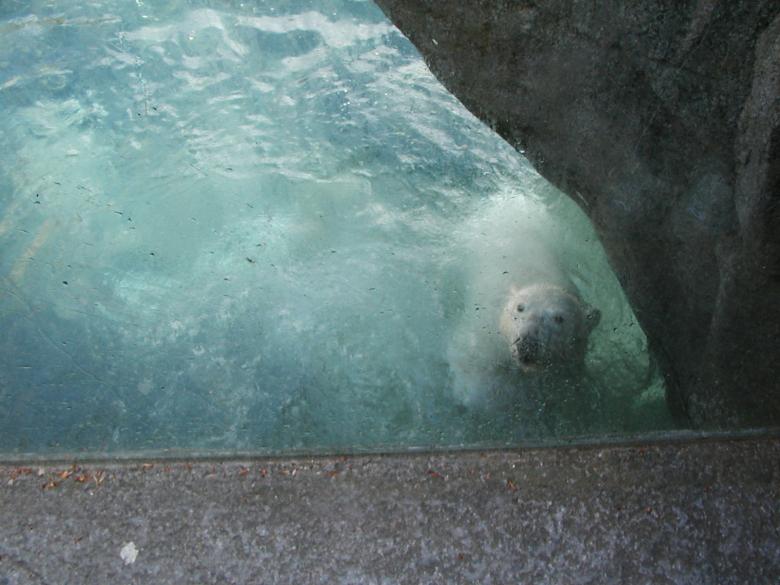 Free stock image of Polar Bear created by Bjorgvin