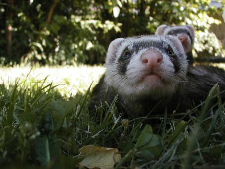 Free Stock Photo of Weasels in Grass
