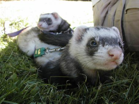 Free Stock Photo of Pet Weasels