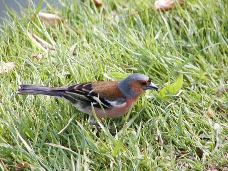 Small bird - Free Stock Photo