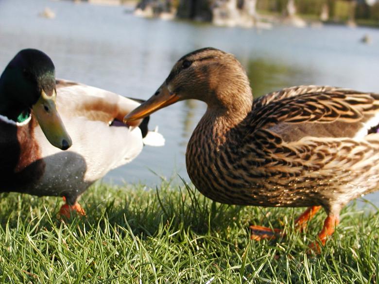 Free stock image of Ducks created by sn4tch