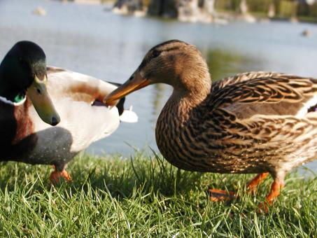 Ducks - Free Stock Photo