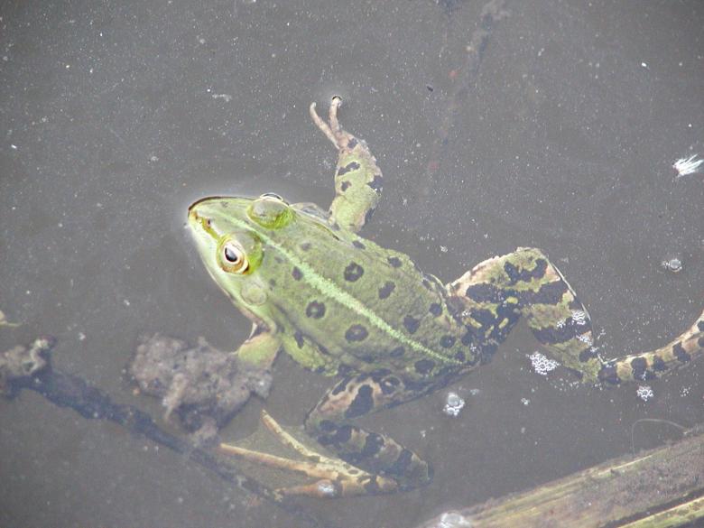 Free stock image of Bullfrog created by sn4tch