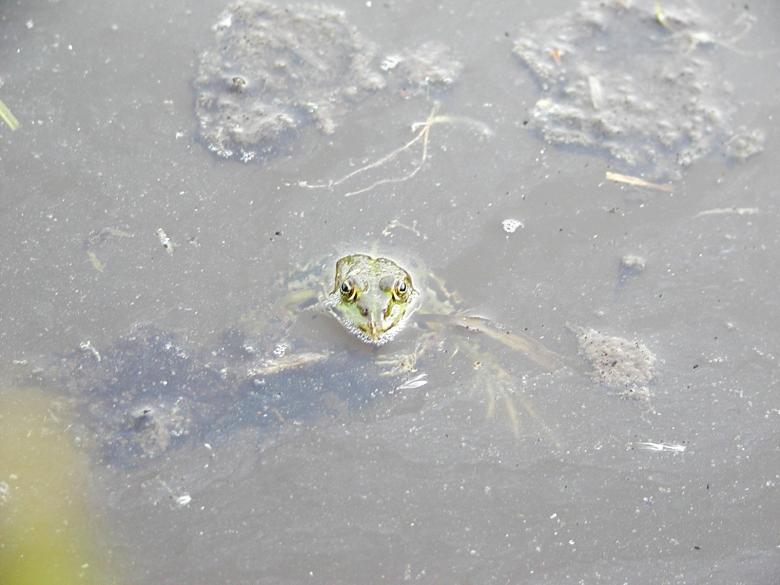 Free stock image of Frog in a pond created by sn4tch