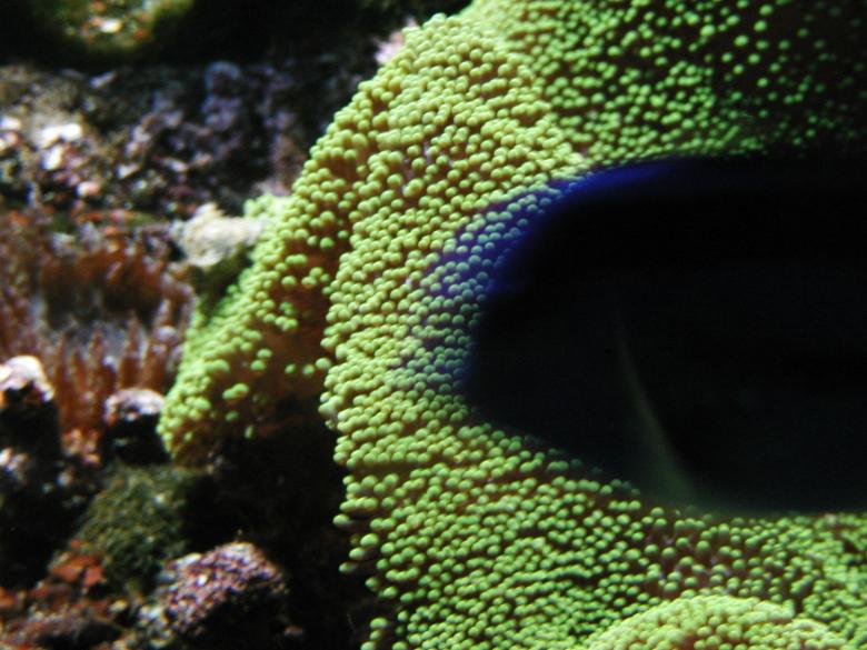 Free stock image of Aquarium Underwater created by Bjorgvin