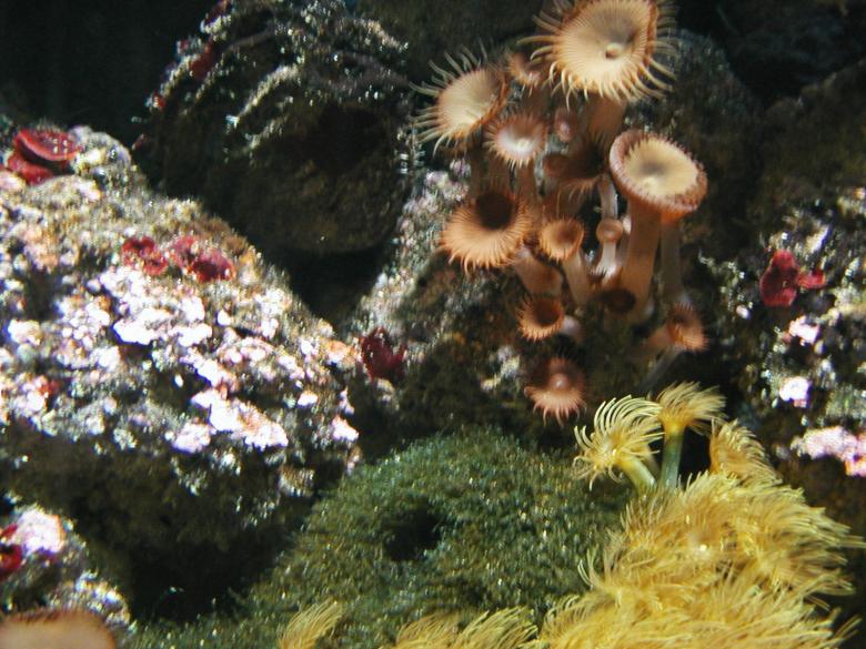 Free stock image of Life in the Aquarium created by Bjorgvin