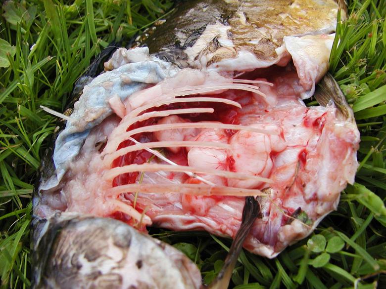 Free stock image of Dead fish created by sn4tch
