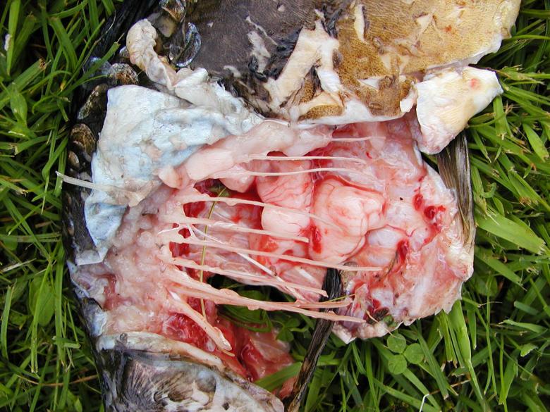 Free stock image of Dead fish created by sn4tch